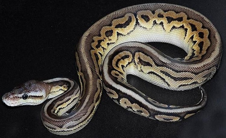 Именно так выглядят самые дорогие домашние животные: фото, цены, описание