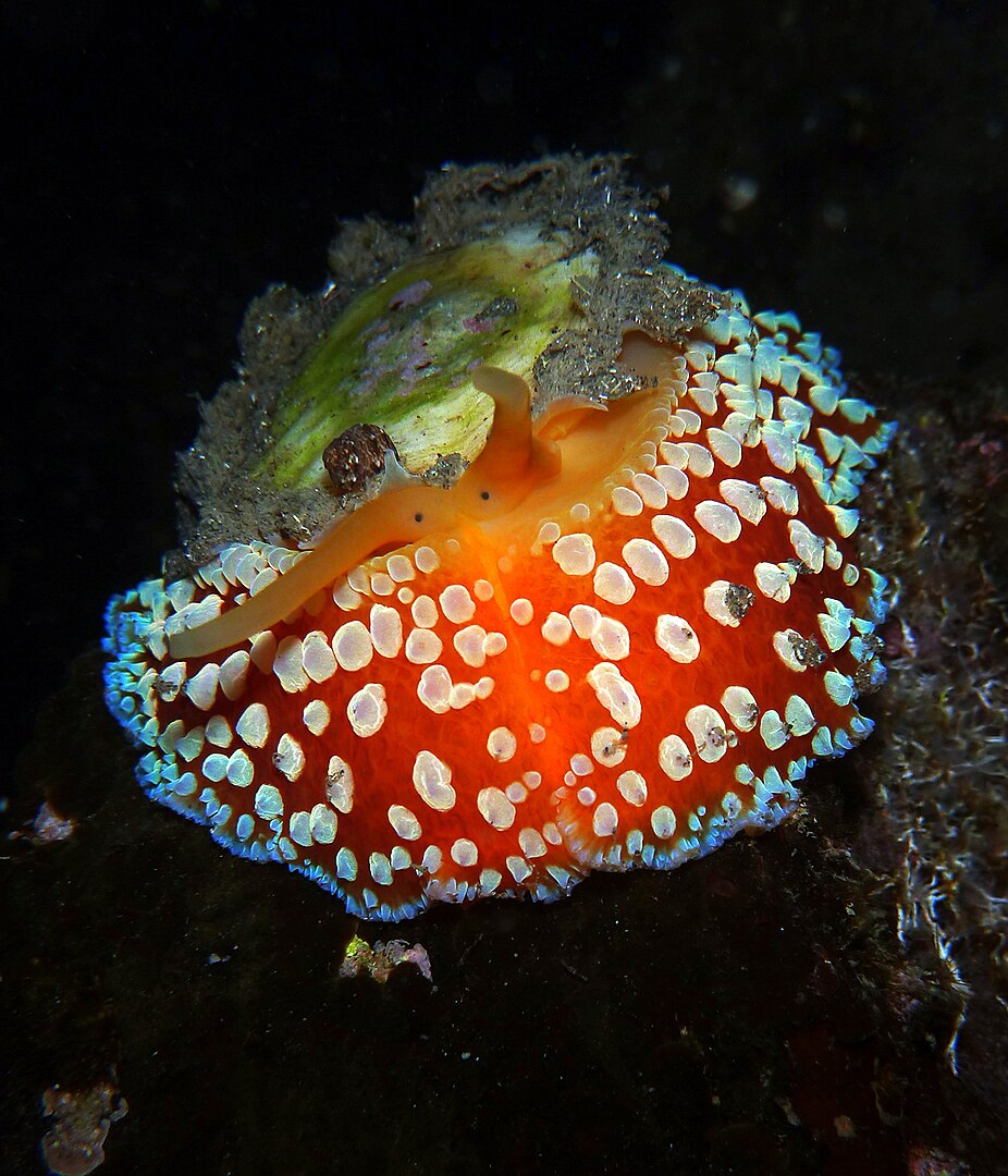 Самое зубастое существо в мире: и это не акула