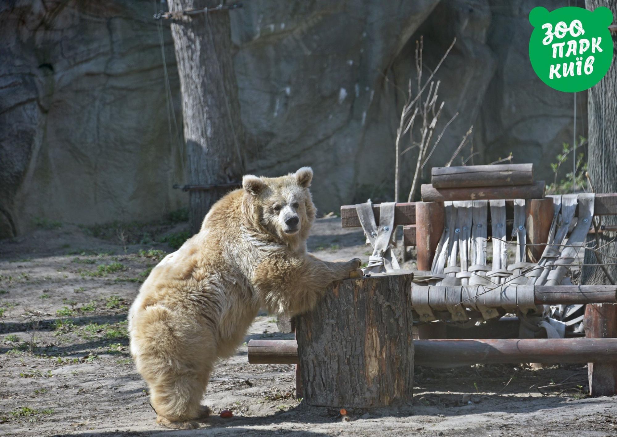 Ведмеді спали, а єноти не зрозуміли: як насправді звірі Київського зоопарку пережили ракетну атаку