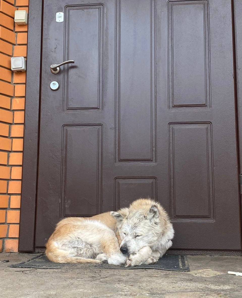 "Макаровский Хатико": пес, который месяц ждал погибшую хозяйку, обрел новую семью