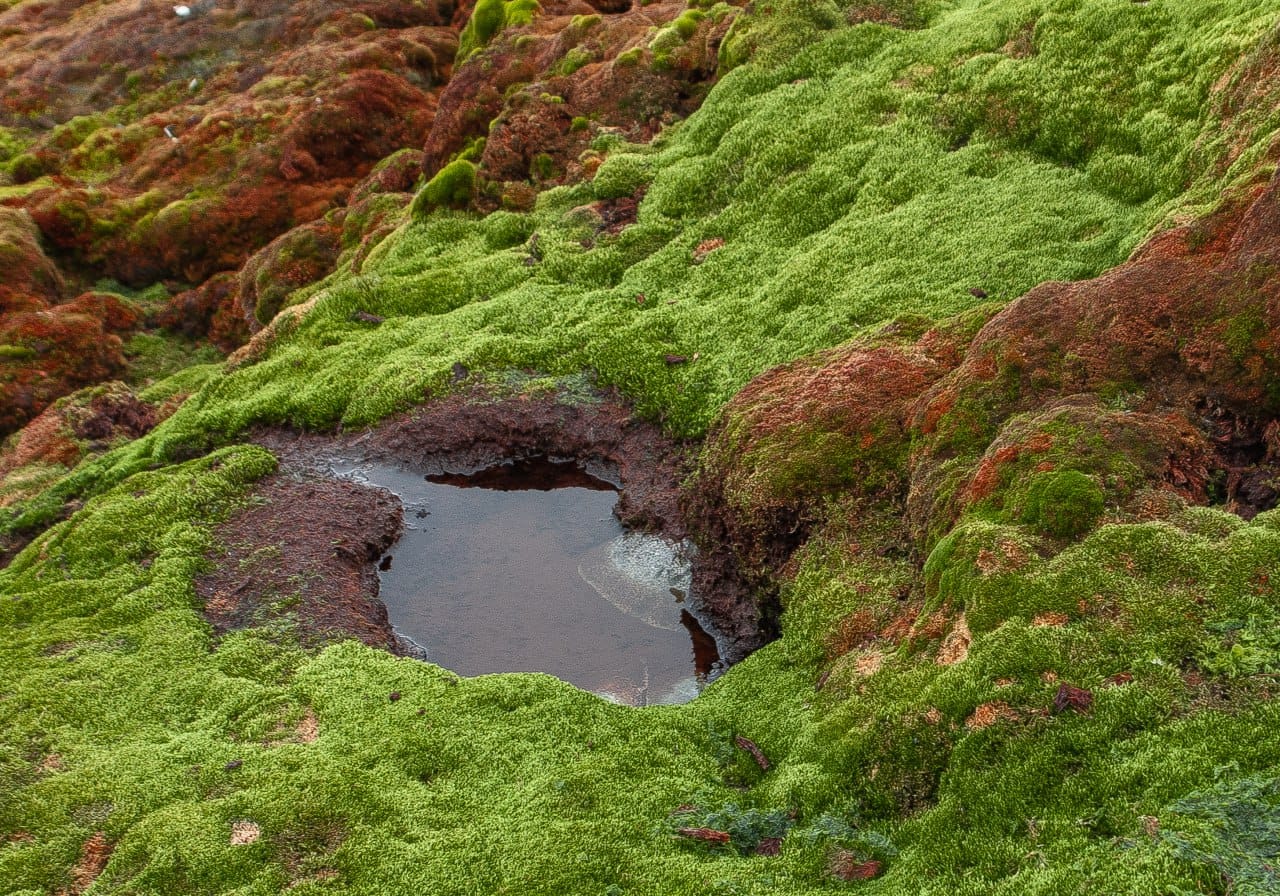 Українські полярники показали зелене літо в Антарктиці: захоплюючі фото природи