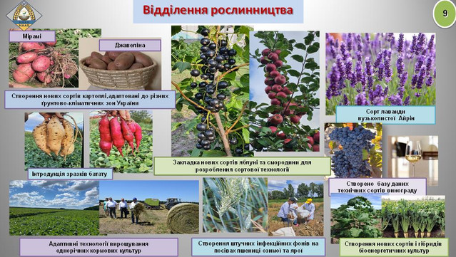 Мирами и Джавелина. Украинские аграрии создали два новых сорта картофеля (фото)