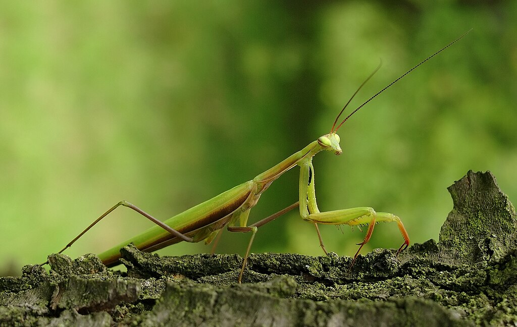 Унікальні види. Топ-5 диких тварин, єдиних у своєму роді