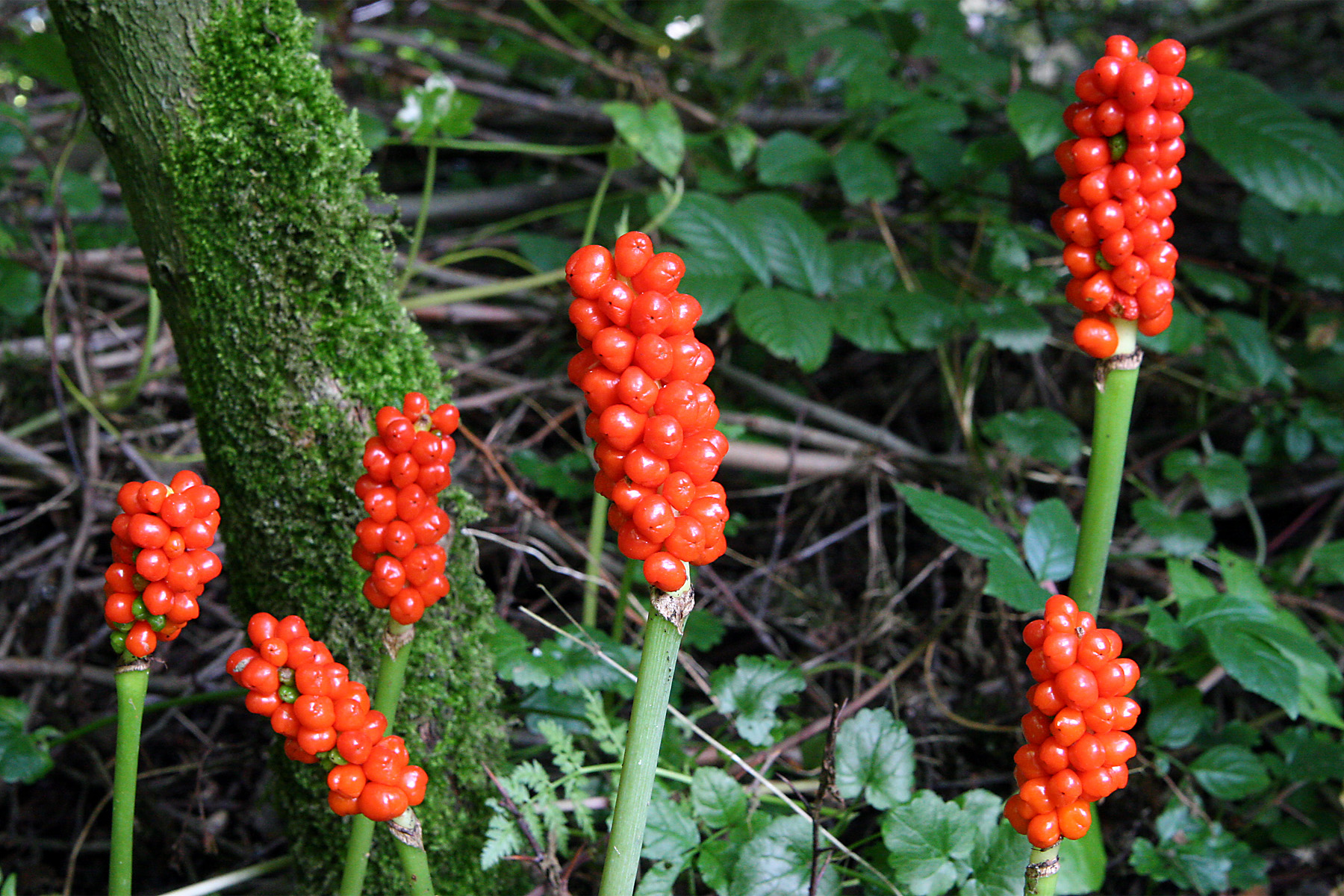 Ці рослини категорично не можна садити на подвір'ї: можуть нашкодити здоров'ю