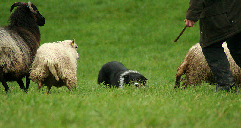 Кто умнее пуделя? Топ-5 собак, поражающих интеллектом