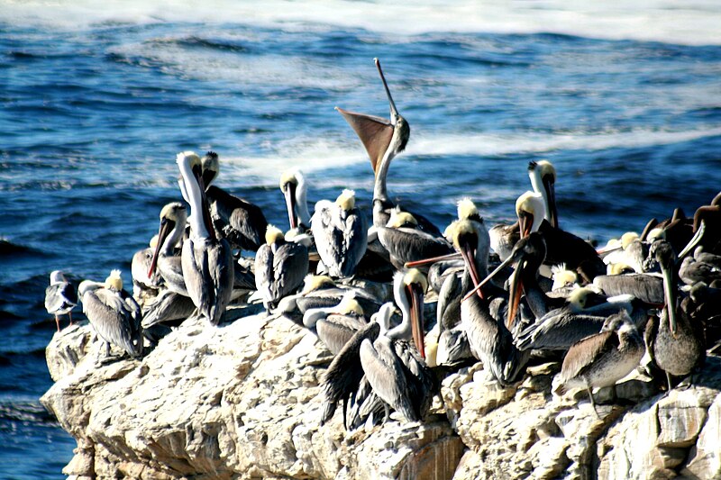 5 невероятных фактов о пеликанах, которые вас удивят