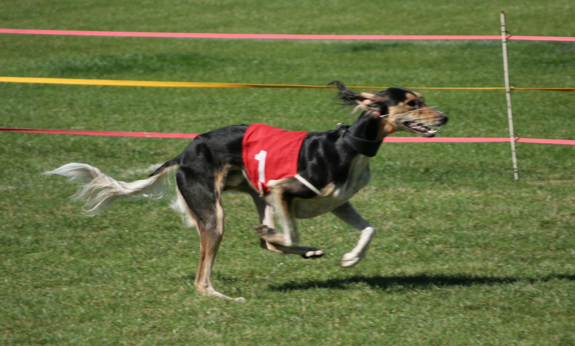 Так выглядит самая быстрая собака в мире, которая разгоняется до 70 км/ч