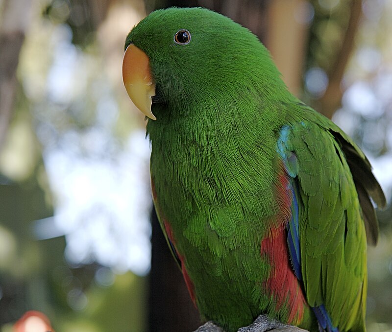 Топ-7 птахів, які стануть вашими найкращими друзями