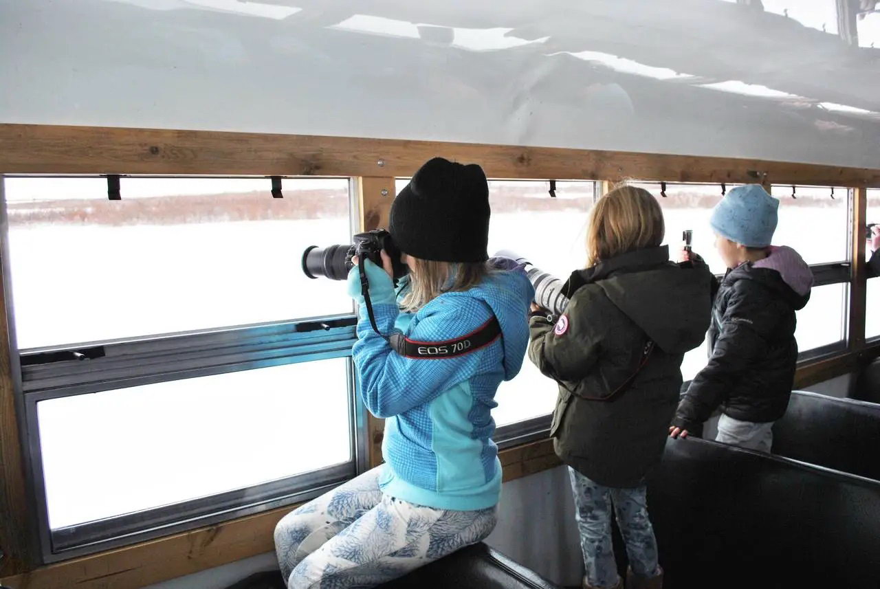 Білі ведмеді і тиша: туристів у тундрі пересадять на унікальні електричні всюдиходи