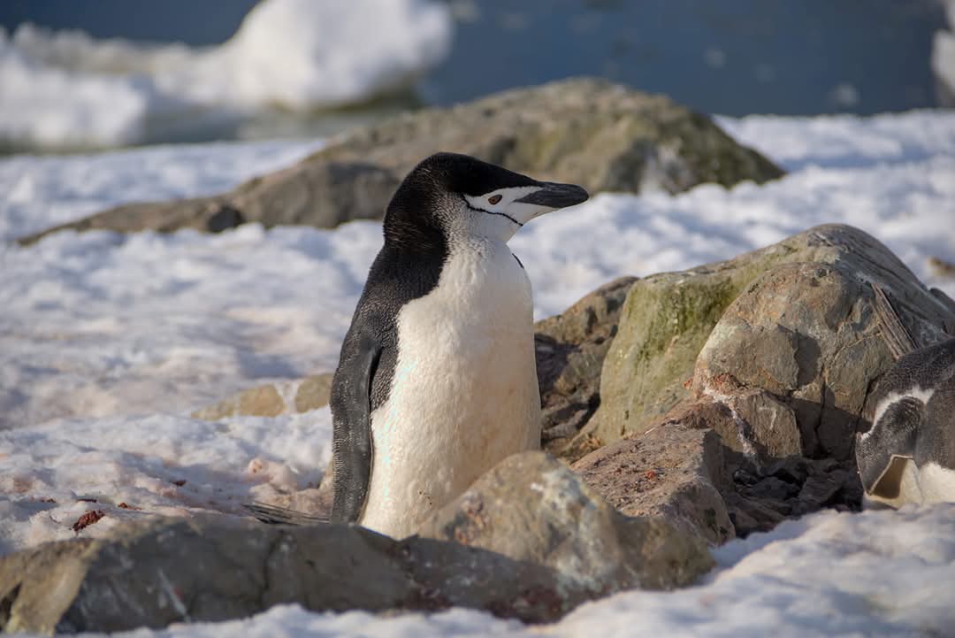 На "Академік Вернадський" прийшов пінгвін-поліцейський: що він робив (фото)