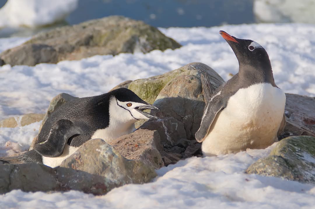 На "Академік Вернадський" прийшов пінгвін-поліцейський: що він робив (фото)