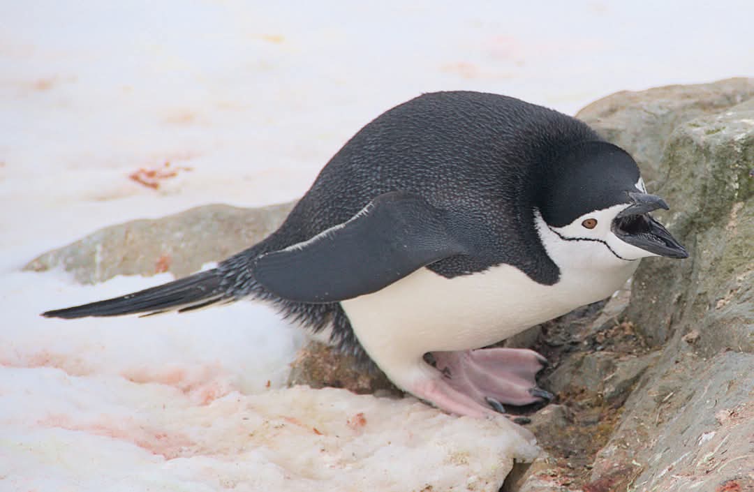На "Академік Вернадський" прийшов пінгвін-поліцейський: що він робив (фото)