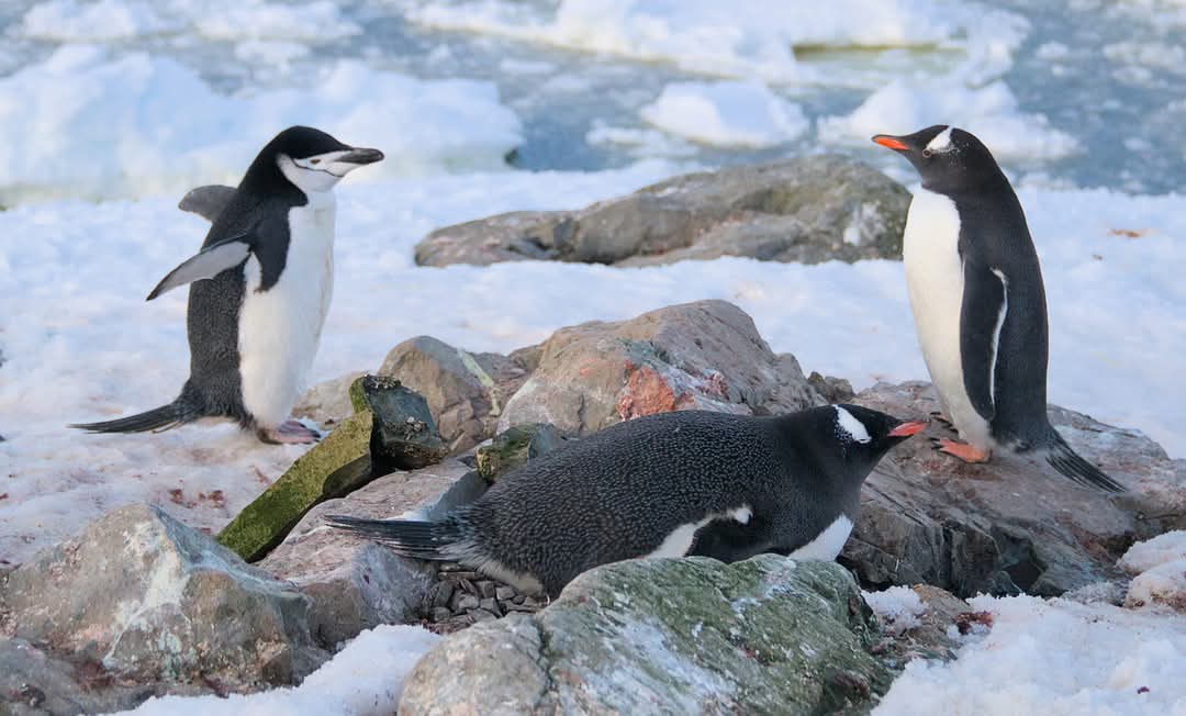 На "Академік Вернадський" прийшов пінгвін-поліцейський: що він робив (фото)