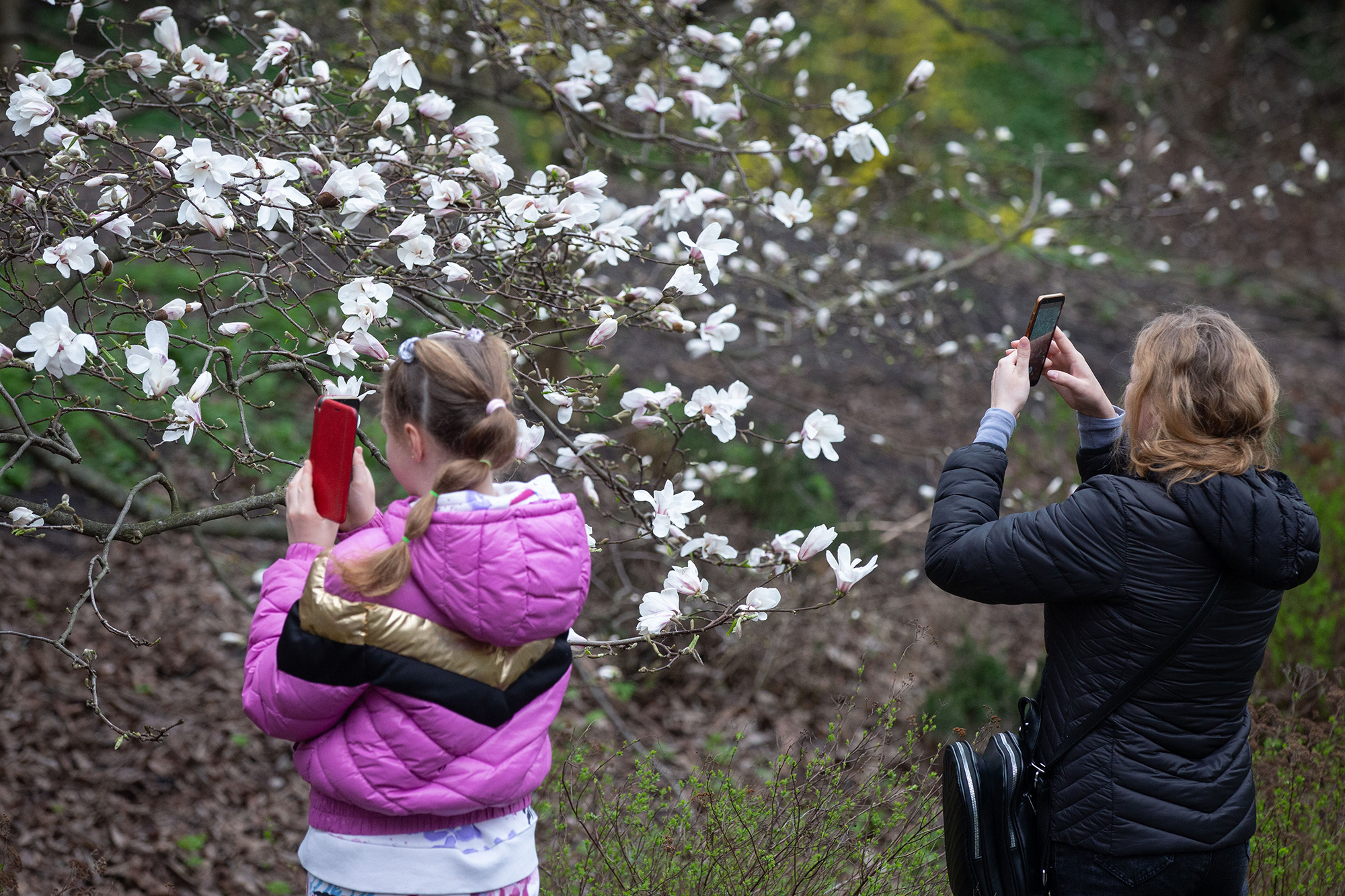 Весеннее настроение. Куда поехать любоваться цветами в Украине на уикенд