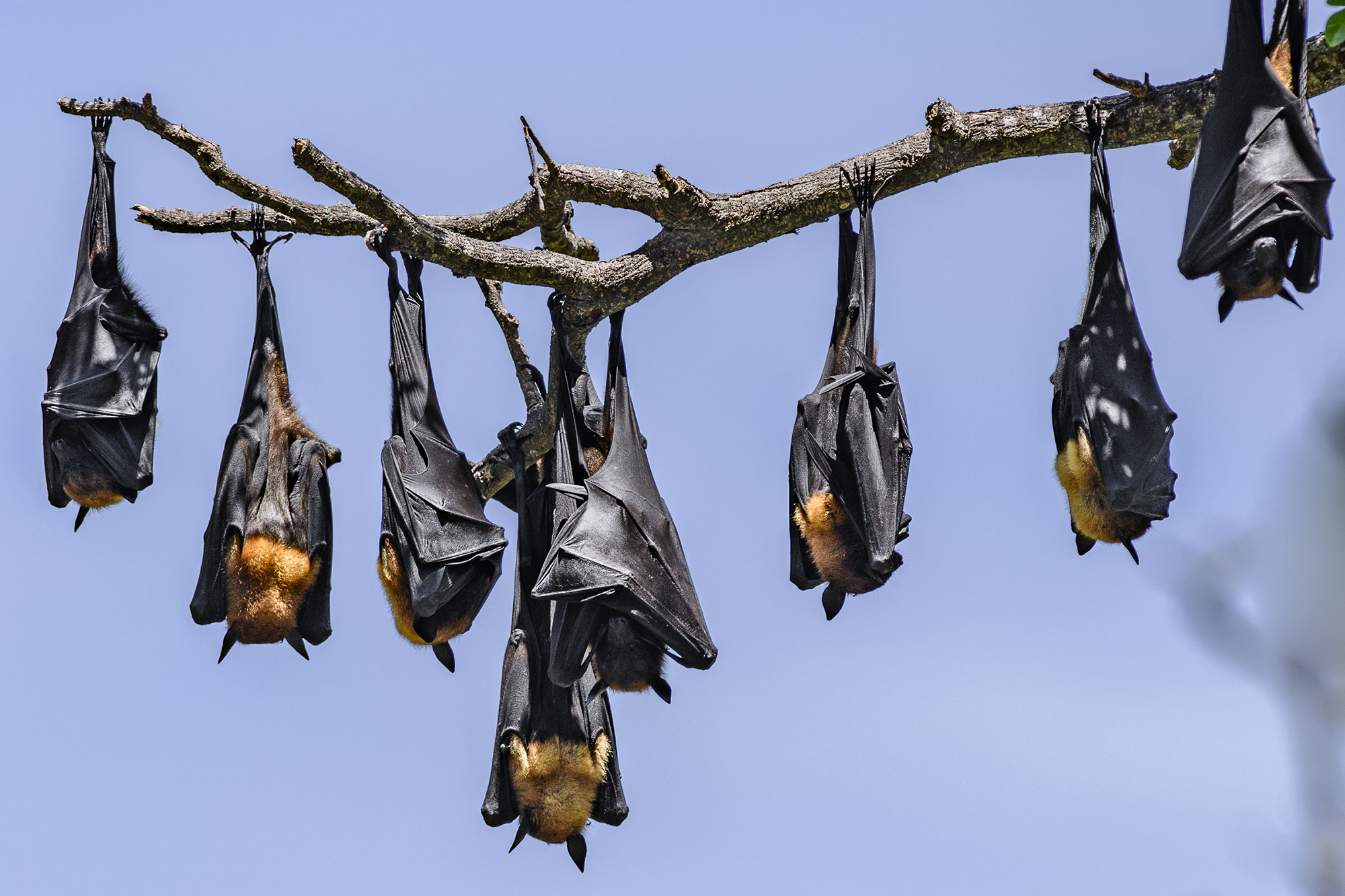 Почему летучие мыши спят вниз головой: вот, что выяснили ученые