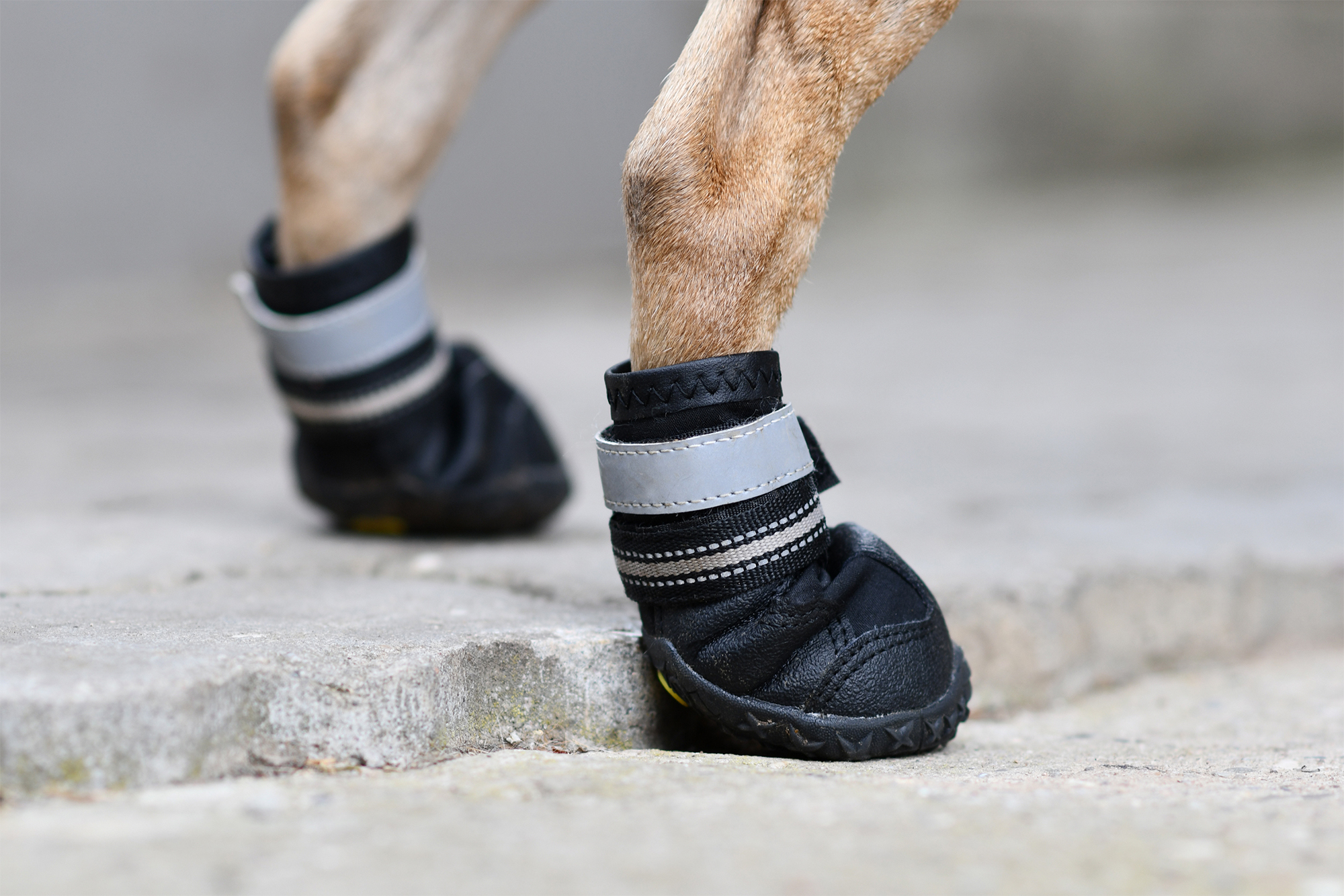 Взувати чи не взувати песика: ветеринари попереджають власників