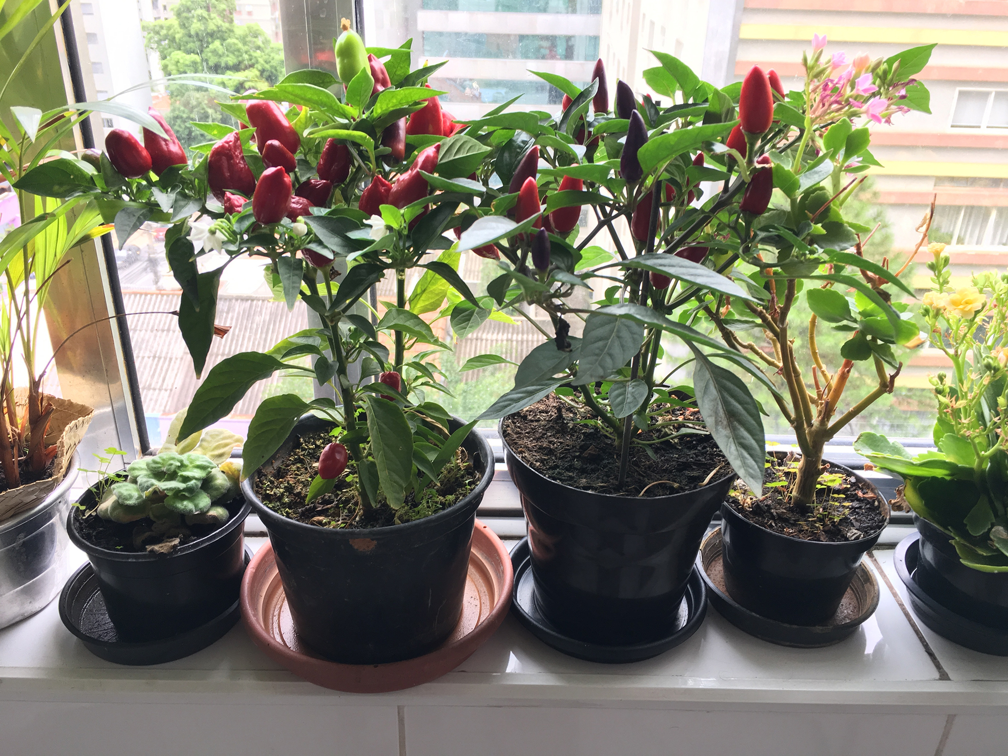 Хочете збирати врожай навіть взимку? Ось 7 овочів, які можна вирощувати в горщиках