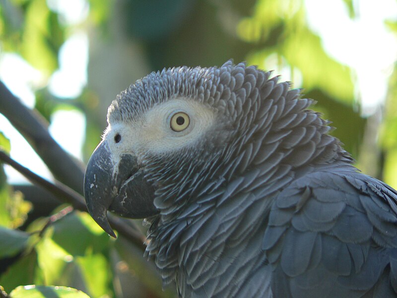 Топ-7 птахів, які стануть вашими найкращими друзями