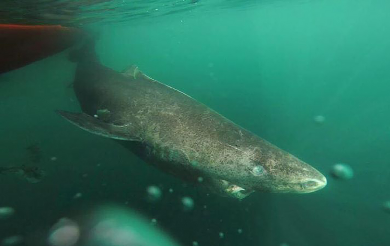 5 тварин-довгожителів: вони можуть зустріти нове століття