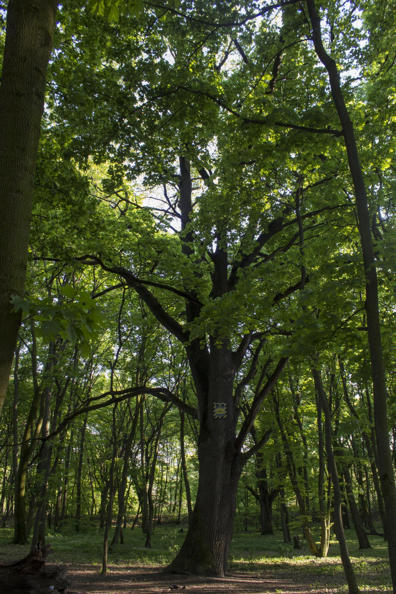Чому не можна будувати військове кладовище на Лисій горі: пояснення експертів