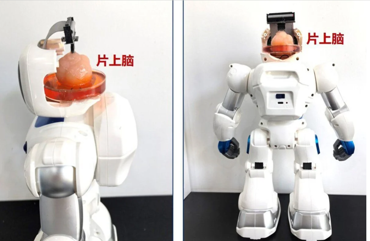 Lab-grown brain powers new Chinese robot | RBC-Ukraine