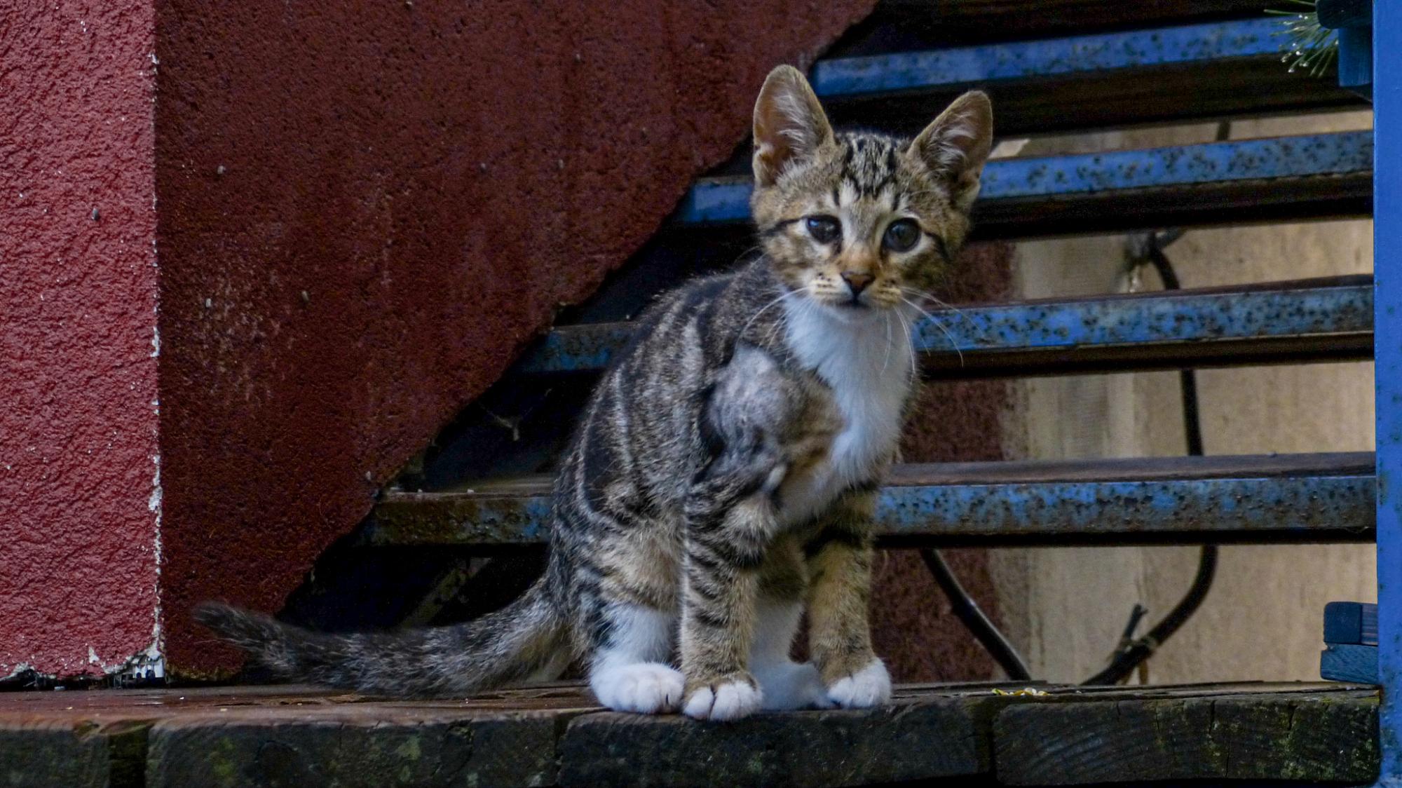 Красота из руин. Как Сергей Горбань превратил свалку в сад прямо в центре города