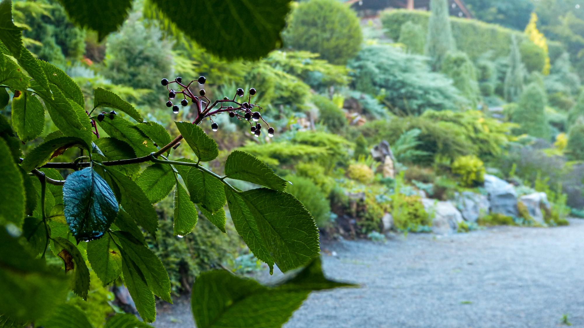 Красота из руин. Как Сергей Горбань превратил свалку в сад прямо в центре города
