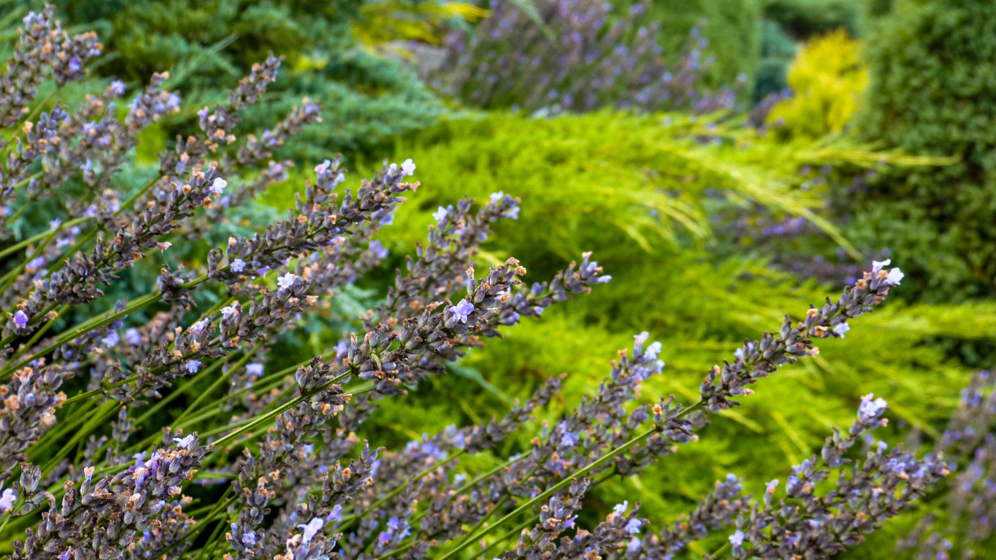 Красота из руин. Как Сергей Горбань превратил свалку в сад прямо в центре города