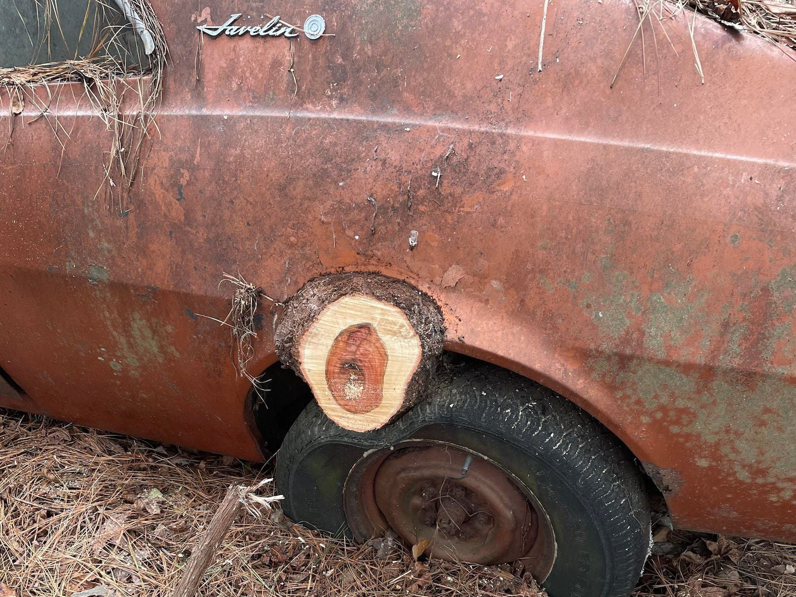 Знайдено занедбаний автосалон, де крізь машини проросли дерева