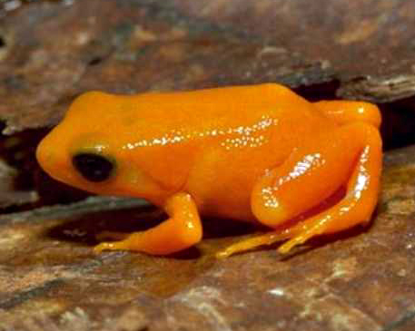 На грани вымирания. 16 животных, которые уже скоро могут исчезнуть навсегда