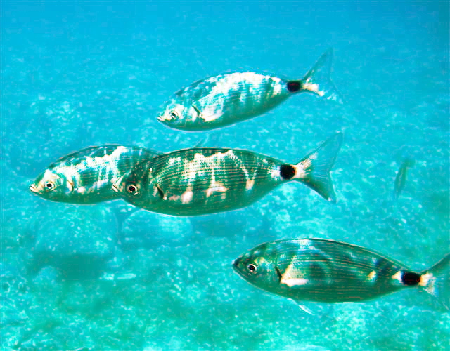 Как пираньи. Туристы на популярном курорте Испании массово жалуются на укусы рыб