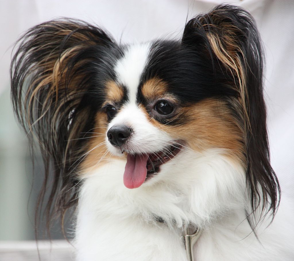 Кто умнее пуделя? Топ-5 собак, поражающих интеллектом