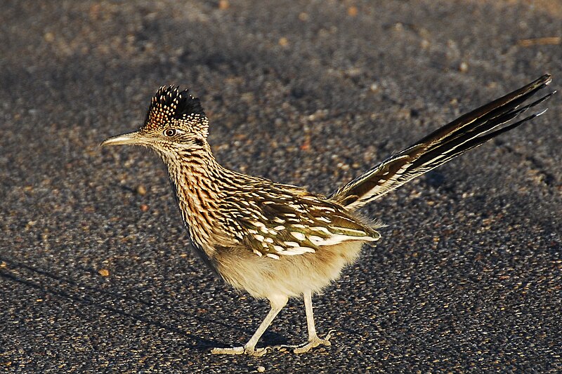13 пустынных животных-"киборгов", которые, кажется, выживут даже на Марсе