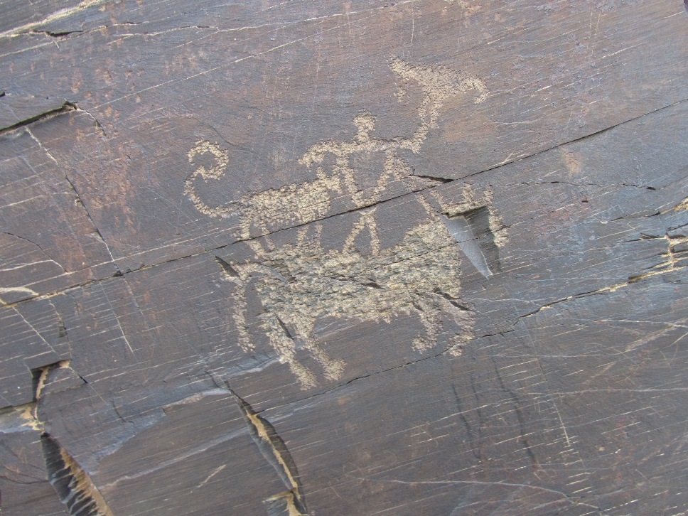 Так выглядит самая быстрая собака в мире, которая разгоняется до 70 км/ч