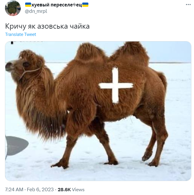 Верблюд, отомстивший агрессивному россиянину, уже стал легендой: смотрите лучшие мемы с ним