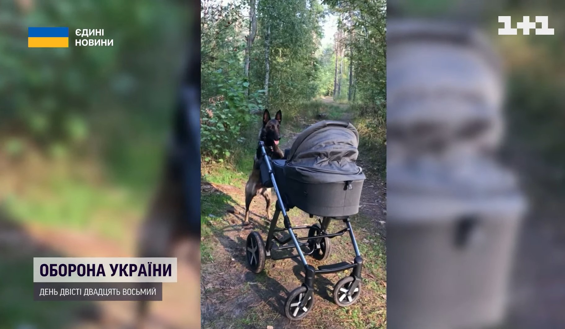 Собака Бліка з Нацгвардії стала чемпіонкою світу: неймовірні фото й історія героїні