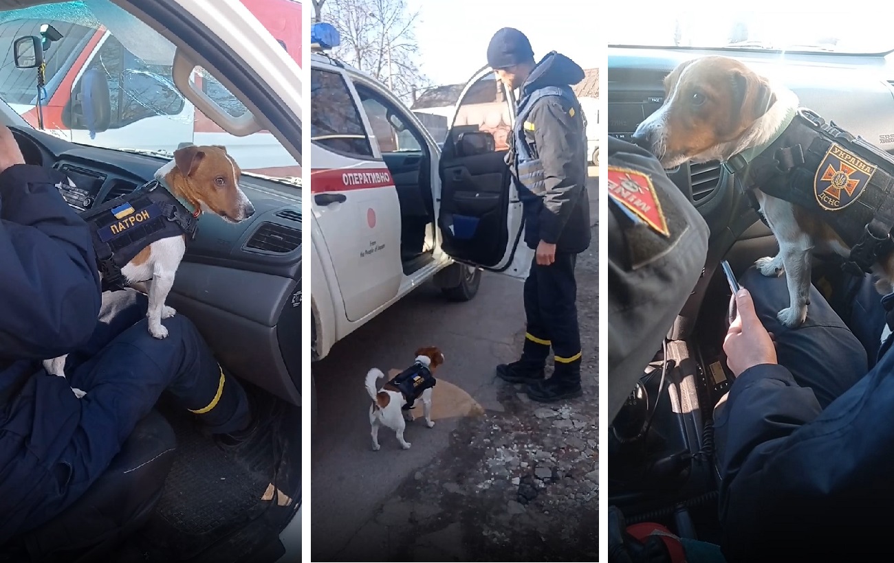 В ДСНС показали роботу свого талісмана - пса Патрона, який знешкодив 90 мін з початку війни