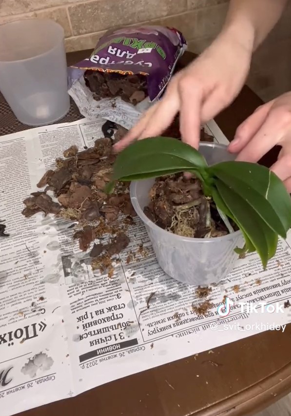 Когда орхидею обязательно пересаживать и как правильно это делать: инструкция