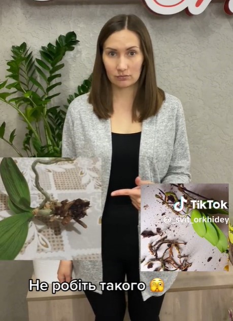 Ніколи не робіть такого з орхідеєю: помилка, яка вбиває квітку
