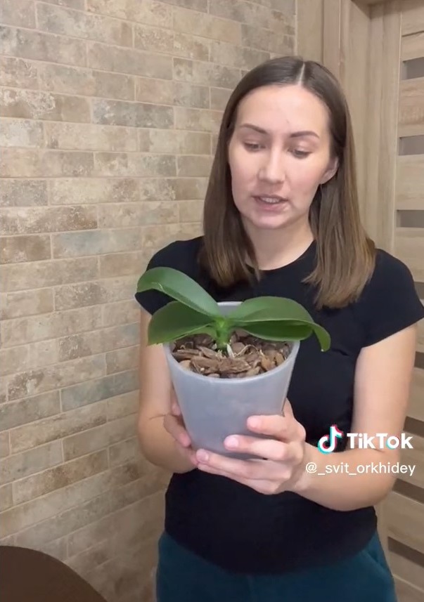 Когда орхидею обязательно пересаживать и как правильно это делать: инструкция