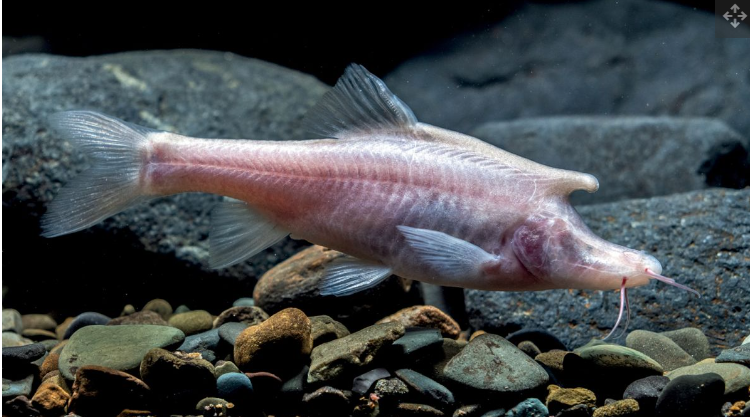 Без чешуи и с рогами: ученые нашли новый вид рыб. Вот как выглядят эти химеры
