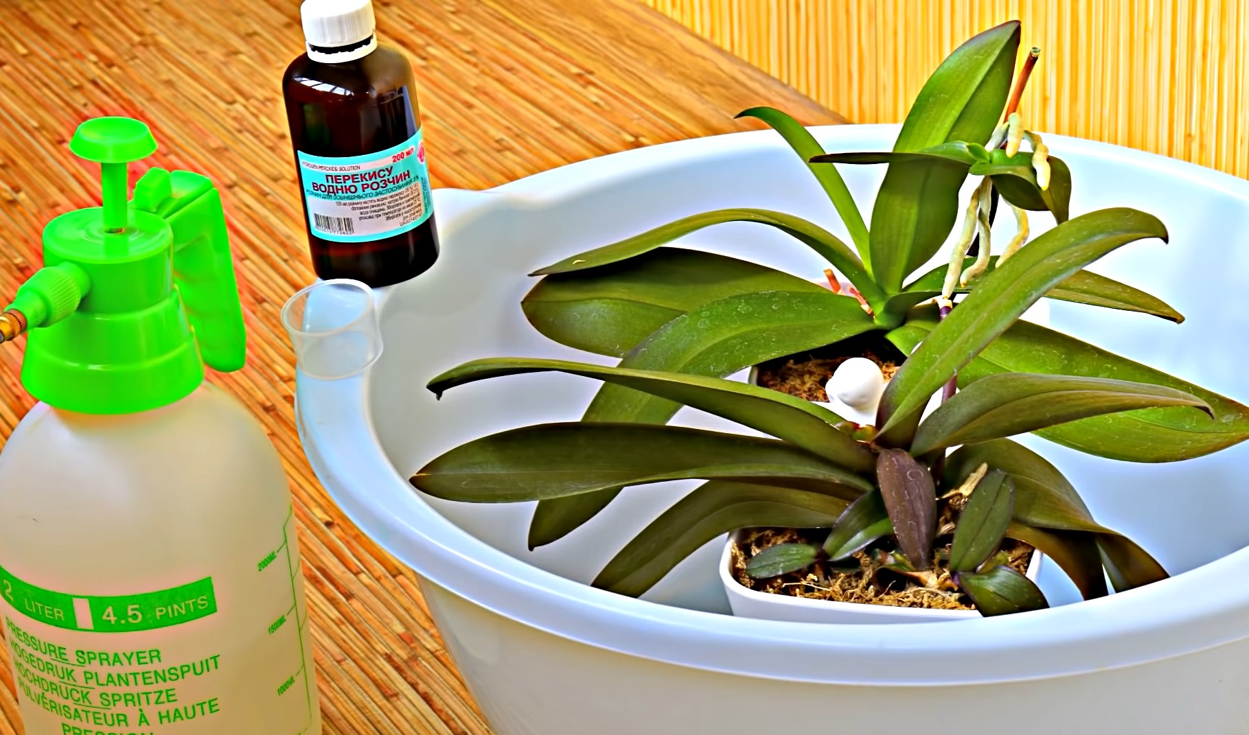 Дешевий аптечний засіб змусить вашу орхідею квітнути знову і знову