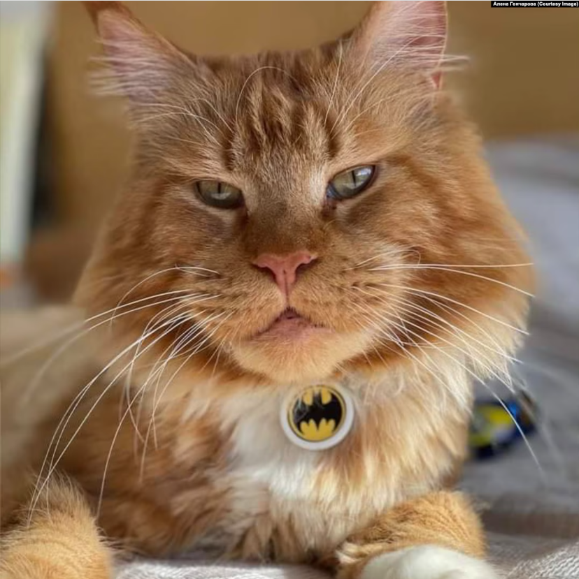 Пережил оккупацию и российский плен, сбежал в Беларуси и вернулся к семье: всплыли детали истории кота Макса из Бучи