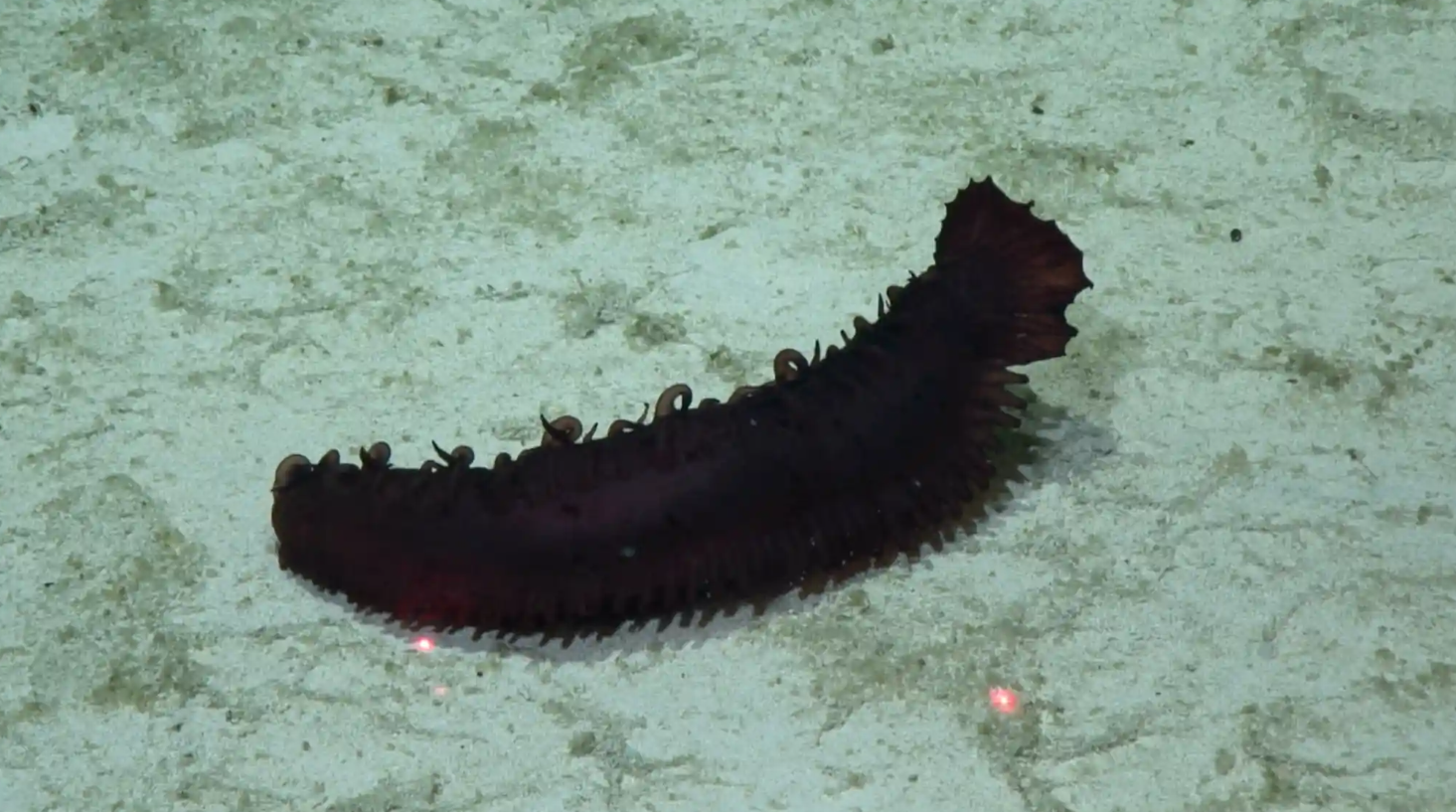 На дне Тихого океана нашли почти 40 новых видов животных: как они выглядят (фото)