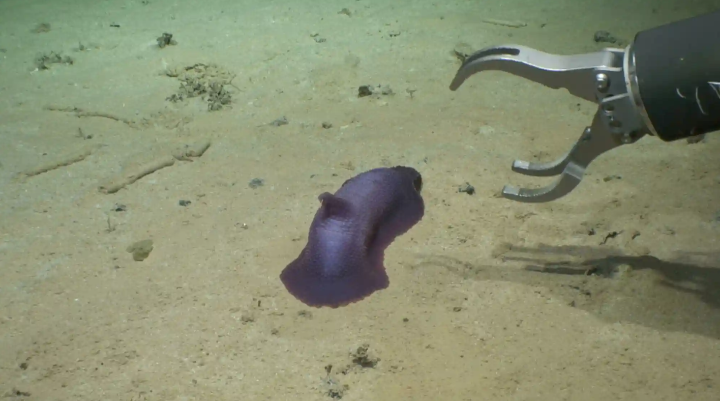 На дне Тихого океана нашли почти 40 новых видов животных: как они выглядят (фото)