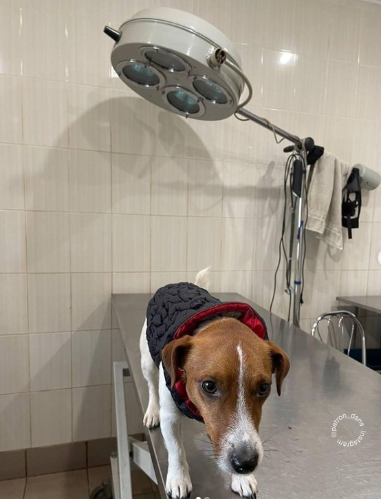 Пес Патрон потрапив до клініки: що сталося