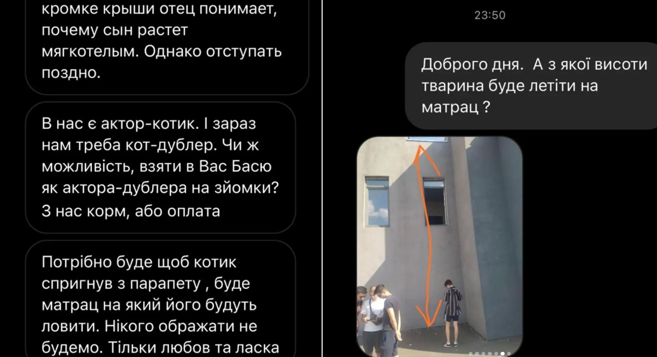 На съемках фильма в Киеве вспыхнул скандал из-за поиска кота-дублера из приюта для прыжка со 2 этажа