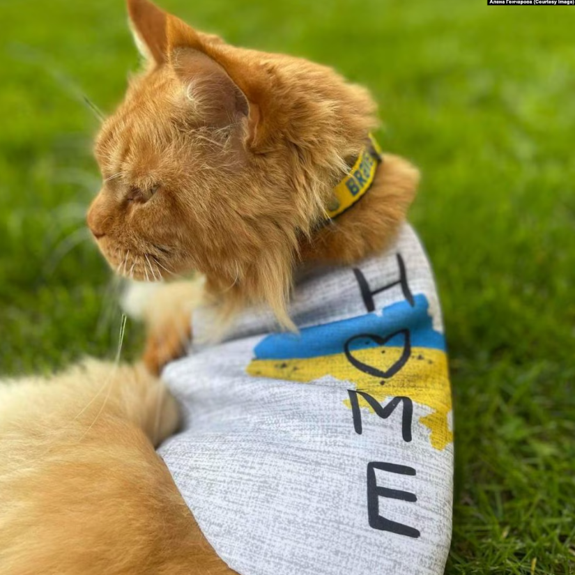 Пережил оккупацию и российский плен, сбежал в Беларуси и вернулся к семье: всплыли детали истории кота Макса из Бучи