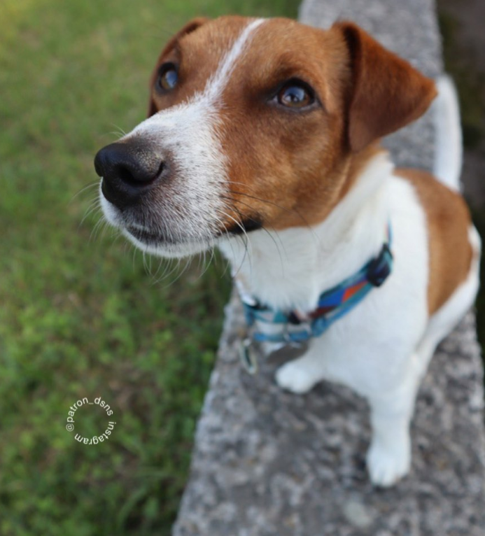 Пес Патрон потрапив до клініки: що сталося