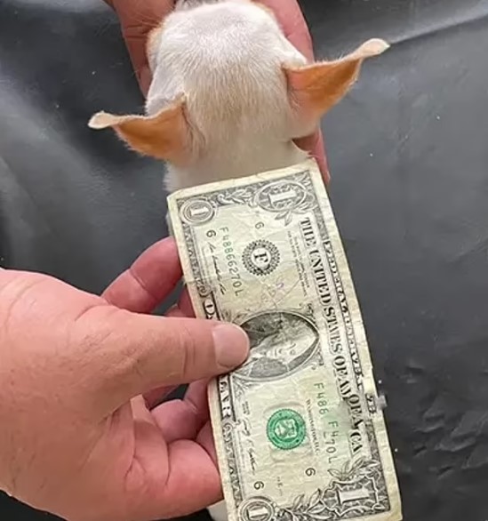 Погляньте, як виглядає найменший собака у світі. Він крихітніший за долар